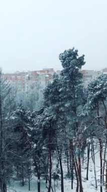 Şehirdeki modern binaların arka planında kış parkında karla kaplı beyaz ağaçlar. Kardaki çeşitli ağaçların güzel manzarası. Kış günü. Hava görüntüsü. Dikey video