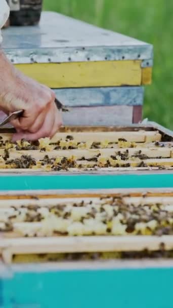 Ramy Uli Pszczół Plastry Miodu Miodem Pszczołami Koncepcja Pszczelarstwa Pionowe — Wideo stockowe