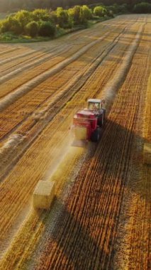 Sarı alanda kare balyalar. Traktör yazın saman topluyor. Çiftlik hayvanları için kurutulmuş ot topluyorum. Hava görüntüsü. Kamera sağa hareket ediyor. Dikey video