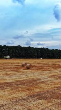 Mavi gökyüzü altında mevsimlik işler sırasında altın tarla. Gündüz çalışan bir tarla ve tarım makinesinin doğal manzarası. Hava görüntüsü. Dikey video