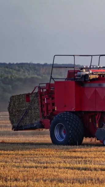 Современный Трактор Собирает Сухую Траву Нажимает Тюк Сельскохозяйственный Процесс Сбора — стоковое видео