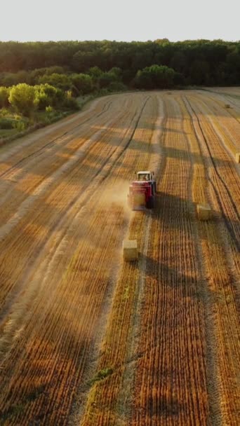 Jordbruksmaskiner Arbetar Fältet Solig Sommardag Traktor Pressar Torkat Gräs Till — Stockvideo