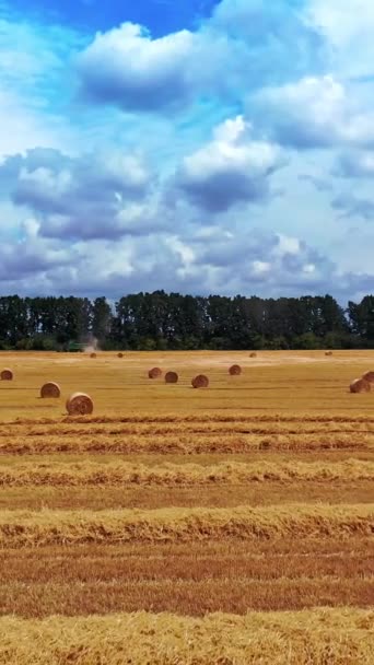 Zemědělské Pole Mnoha Lisovanými Balíky Létě Kulaté Balíky Krmiv Zemědělské — Stock video