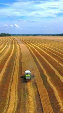 Tarlalardan olgun mahsulleri toplama süreci. Yeşil renkte hava görüntüsü. Güneşli bir günde hasat zamanı. Dikey video