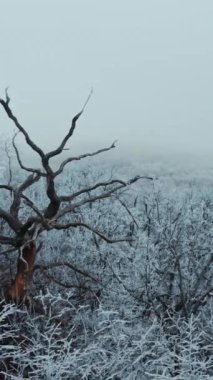 Tepedeki karlı ağaçlar. Beyaz ağaçların arasında karsız kuru ağaç. Kış ormanlarının muhteşem manzarası. Hareket kamerası geri. Dikey video