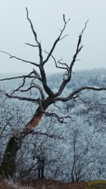 Kışın dağ ormanı. Doğada karla kaplı ağaçlar. Bir ormanın beyaz karlı arka planında olağandışı kuru ağaç. Dikey video