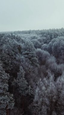Kış ormanı Kış manzarasının karlı ağaçları. Buzla kaplı güzel ağaçlar. Hava görüntüleri. Hareket kamerası ileri. Dikey video