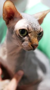 Evde güzel bir kadın ve sfenks kedisi var. Evcil kedi ve genç sahibi birlikte rahatlıyor. Kapatın. Kollarındaki kedi. Dikey video