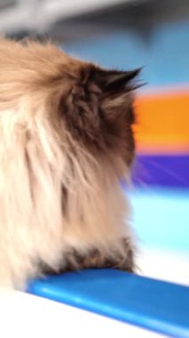 Jüri Yarışması Dikey Videosunda Yumuşak Kedi