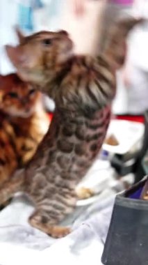 Kedi şovunda bir Bengal kedisi kafesinin içinden bir oyuncakla oynuyor. Dikey video