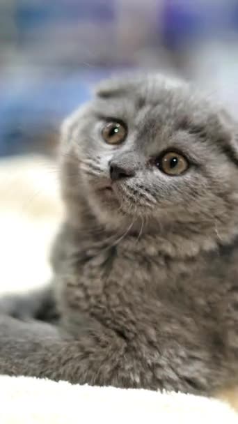 Zamknij Uroczy Szkocki Krotnie Kot Zabawny Słodki Piękny Kot Pionowe — Wideo stockowe