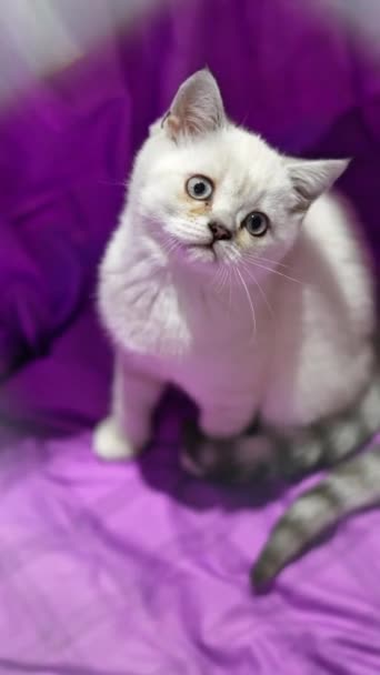 Χαριτωμένα Γατάκια Ένα Μικρό Κλουβί Scottish Fold Γάτα Κοντά Κάθετη — Αρχείο Βίντεο