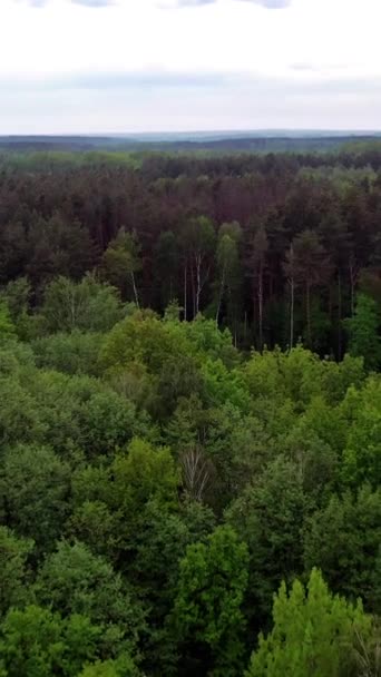 Yağmurdan Sonra Ormanın Doğal Panoramik Manzarası Ormanlık Alandaki Çeşitli Ağaçların — Stok video