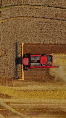 Arazide çalışan hasat makinesinin hava görüntüsü. Altın tarlada olgun buğday toplayan tarım makinesinin en üst görüntüsü. Dikey video