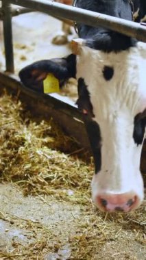 Beyaz ve siyah ineğin kafası içeride. Çiftlikteki samanlığın arka planında yakın plan süt ineği. Ekoloji ve biyoloji ürünleri kavramı. Dikey video