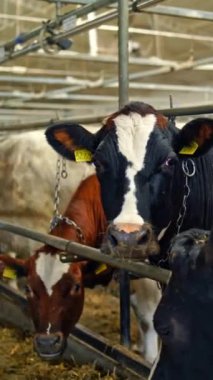 İnek ahırında süt inekleri. Ahıra bağlanmış bir sıra güzel inek. Modern bir çiftlik arka planında çiftlik hayvanları kavramı. Dikey video