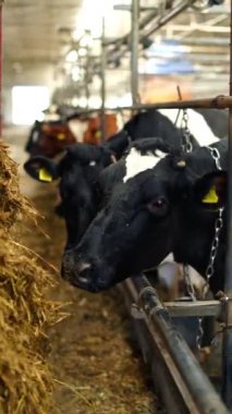 Tarım çiftliği ya da çiftlik. İnek sürüsü taze ot yiyerek büyük bir ahıra saman getirdi. Modern bir ahırda süt inekleri. Dikey video