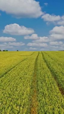 Çiftlik arazisinin doğal arka planında hava manzarası. Yaz mevsiminde tarımda yetişen genç buğday tarlaları. Dikey video