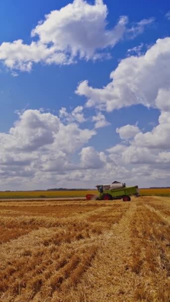Пшеничне Поле Під Блакитним Небом Сонячний Літній День Природний Ландшафт — стокове відео