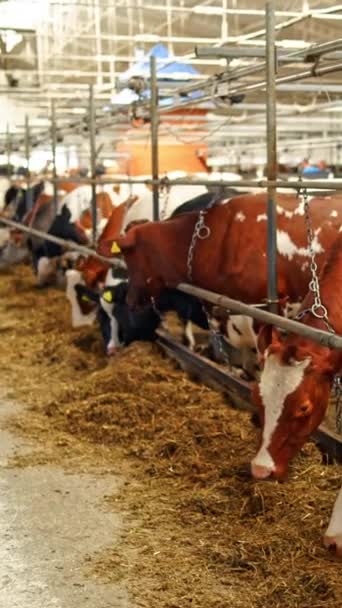 Rows Cows Farm Barn Dairy Cows Different Coloring Eating Hay — Vídeo de Stock