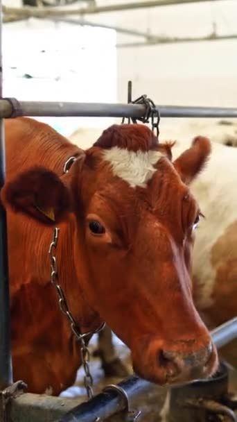 納屋の他の牛の間の赤い牛のクローズアップ 美しい茶色の牛は 現代の牛小屋の中の動物の列に立っています バーティカルビデオ — ストック動画