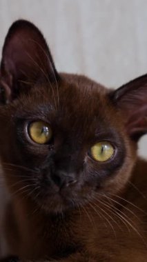 Sevimli kahverengi kedi beyaz zeminde yatıyor. Çikolatalı kedi yavrusunun muhteşem kürkü. Küçük soylu kedi yavrusu. Ön video. Dikey video