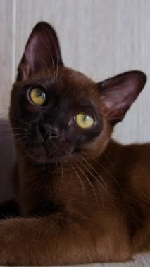 Oyuncu Burmalı kedi yavrusu yerde. Muhteşem sarı gözlü kedi. İçerideki sevimli evcil hayvan. Tatlı hayvan. Yan taraftan video. Dikey video