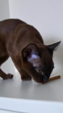 Yerel kahverengi küçük burma kedisi. Beyaz arka plandaki sevimli Birmanyalı kedi yavrusu rafta otururken şekerleme yiyor. Ailemizin yeni üyesi. Dikey video