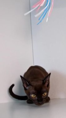 Küçük kedi yavrusu raftaki bir şeyi kokluyor ve renkli tüylerle oynuyor. Kedi tuhaf bir şekilde yukarı bakıyor. Ön video. Dikey video