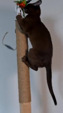 Kahverengi Birmanyalı kedi yavrusu uzanıyor ve oyuncak yakalamak için zıplıyor. Güzel bir evcil hayvan. Kedi neşeyle oynar. Dikey video