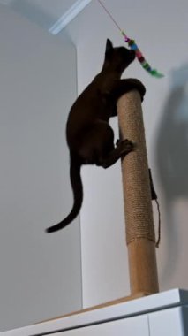Küçük kedi yavrusu oyuncakla oynuyor. Kedi oyuncak yakalamak için tırmanır. Sağlıklı, genç bir evcil hayvan. Çikolatalı kedi yavrusu. Aşağıdan bak. Dikey video