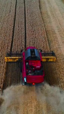 Buğday tarlasında çalışan hasat makinesini birleştirin. Yukarıdan seçici hava odağı. Kuru buğday keserken kırmızı modern böğürtlen. Dikey video