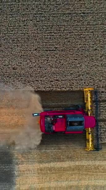 Agriulture Process Wheat Field Heavy Technics Gathers Crop Rural Landscape — 비디오