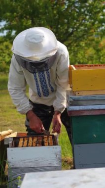 Erkek arı yetiştiricisi balhücrelerini demir bir aletle açıyor. Bahçedeki çimlerin üzerinde üç arı kovanı. Apiary sahibi bal hücreleriyle çalışır. Dikey video