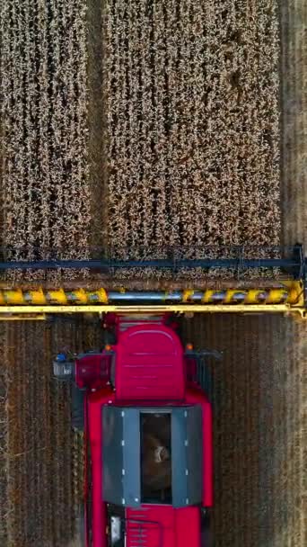Комбайновый Комбайн Сверху Сельскохозяйственная Машина Собирает Пшеничное Поле Поле После — стоковое видео