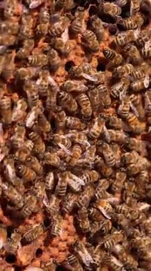 Çerçevenin etrafında çok sayıda arı dolaşıyor. Çalışan arılar mühürlü hücreleri arı yavrularıyla kaplıyorlar. Kapatın. Dikey video