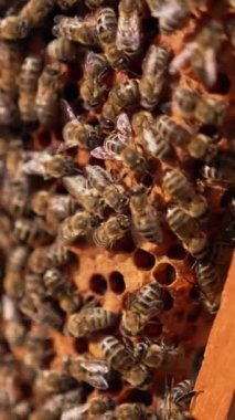 Çizgili arılar çerçeve üzerinde sürünür. Bal böcekleri mühürlü hücrelerin üzerinden yeni yavrularla geçiyorlar. Kapatın. Dikey video