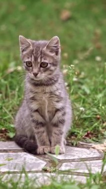 Dışarıdaki küçük kedicik. Yeşil çimenlerde oturan gri bir kedi yavrusunun portresi. Gri kedi yaz günü küçük kediciğin yanında hızla koşuyor. Dikey video