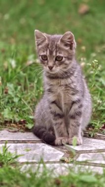 Çimenlikteki gri kedi yavrusu. Korkak küçük kedi yeşil çimlerin arasında bir geçitte oturuyor. Doğadaki güzel gri kedi yavrusu. Dikey video