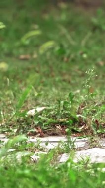 Elektrikli çim biçme makinesi dışarıda işliyor. Genç işçi yazın bahçede yeşil çim biçmek için çim biçme makinesi kullanır. Dikey video