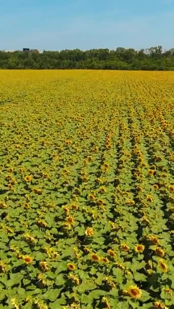 Yellow Field Seed Flowers Vast Plantation Agricultural Farmlands Sunny Summer — Stock Video