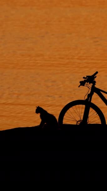 Silhouette Cats Bike Man Helmet Sunset River Cyclist Sitting River — Wideo stockowe