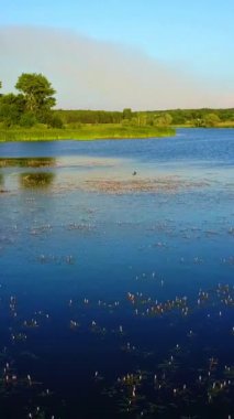 Ölü Ağaçlar Suyun Altında. Göl kenarındaki ölü ağacın güzel mavi gökyüzü dikey görüntüsü.