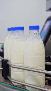 Süt ambalajlamak için otomatik şirket. Taşıma bandında taze beyaz süt olan plastik şişeler. Modern mandıra fabrikası. Dikey video
