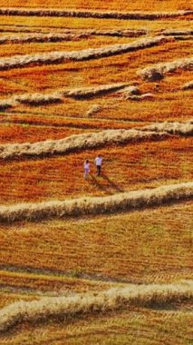 Genç bir adam ve bir kız sahada el ele tutuşuyorlar. Aşıklar buğday hasadından sonra tarlada yürür. Havadan görünüşlü. Dikey video