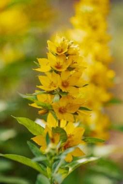 Kahverengi merkezli sarı bir çiçek. Çiçek yeşil yapraklarla çevrilidir. Çiçek görüntünün odak noktasıdır.
