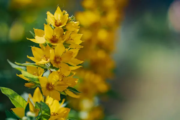 stock image A bunch of yellow flowers with a green background. The flowers are in full bloom and are very bright