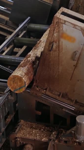 Boomzagerij Fabriek Logs Worden Overgebracht Een Houtmachine Zagerij Industrie Verticale — Stockvideo