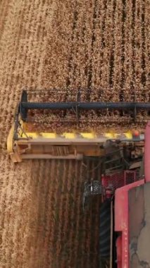 Harvester cutting mechanism mows the crop of dry wheat. Drone view of a front part of machine with gradual rising above the golden field. Vertical video
