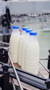 Production line of milk. Automated production line in modern dairy factory Vertical video